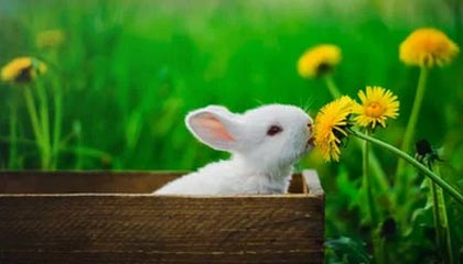 中国短跑名将苏炳添宣布退役